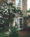 Palace Green Cottage white rose over study window